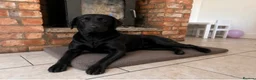 Labrador Retriever dogs for sale: Health Tested IGL Champion Bred Labrador Puppies  - Advert 2