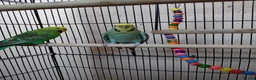 Budgerigars birds for sale: Two lady budgies ready for a new home - Advert 2