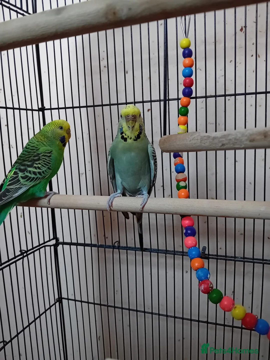Budgerigars birds for sale: Two lady budgies ready for a new home - Advert 2