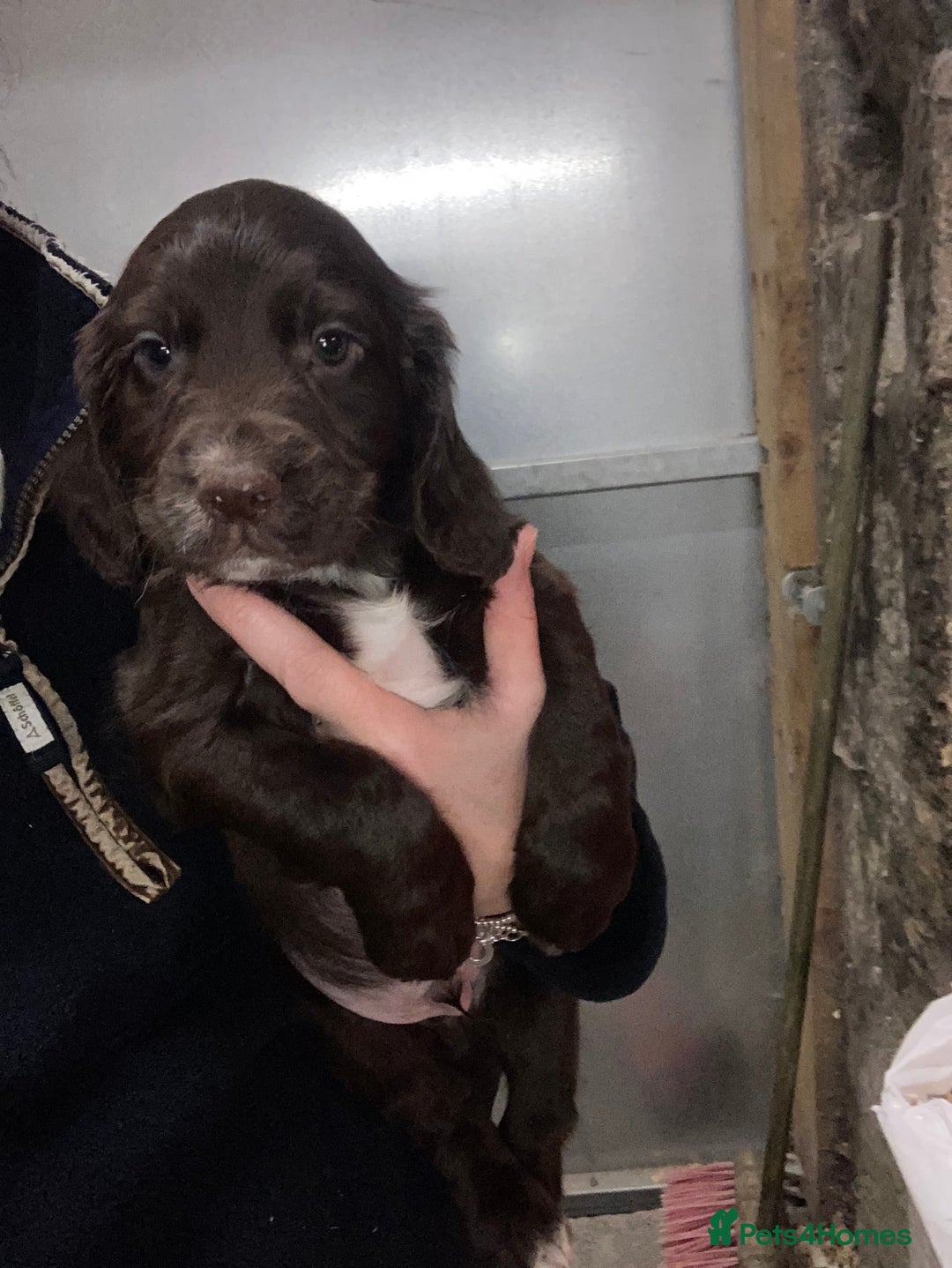 Sprocker dogs for sale: Sprocker spaniels  - Image 5