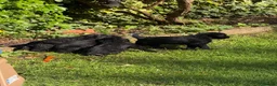 Giant Schnauzer dogs for sale: KC Registered Giant Schnauzer Puppies - Advert 7