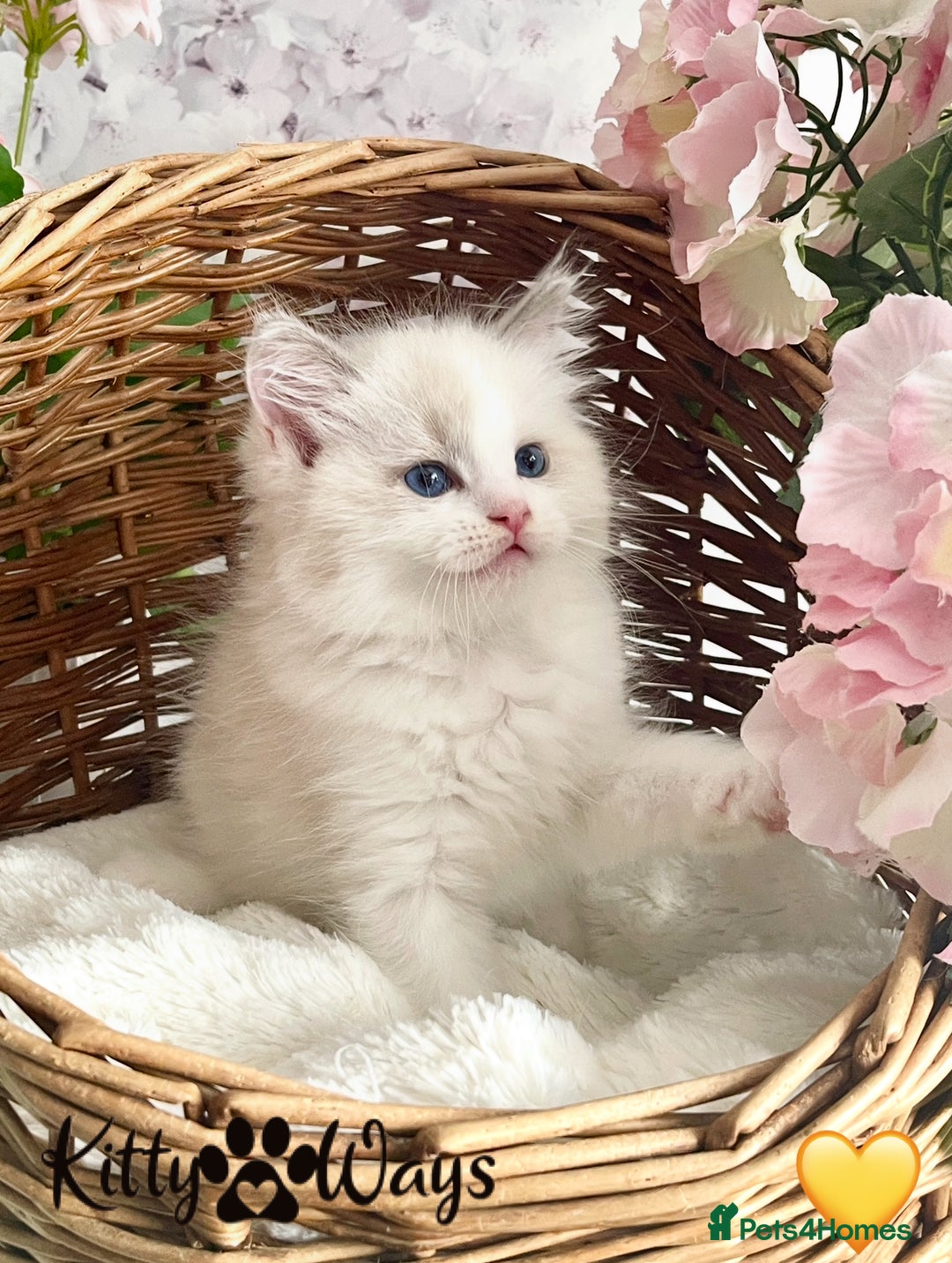 Ragdoll cats for sale: 🐾🩷*TICA REG* LYNX TABBY EU RAGDOLL KITTENS🩵🐾 - Image 30