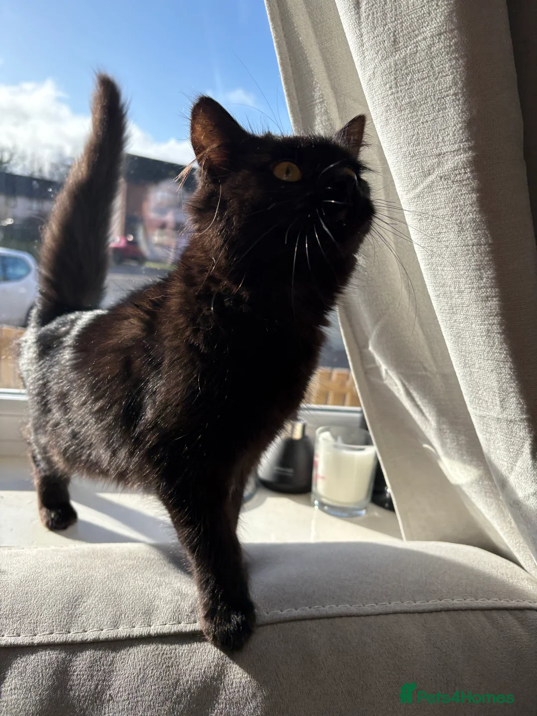 Mixed Breed cats for sale: 6month old female black cat  - Advert 3