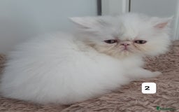 Persian cats for sale: GCCF REGISTERED PERSIAN KITTENS  - Image 2
