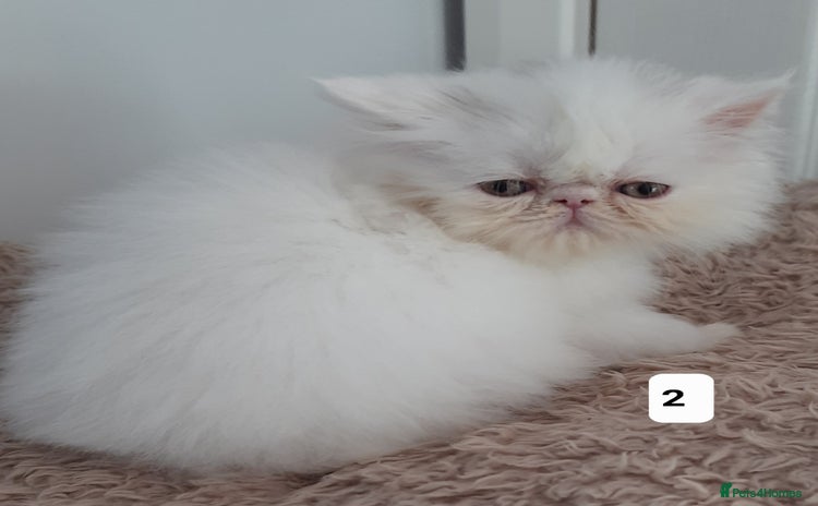 Persian cats - Advert 3