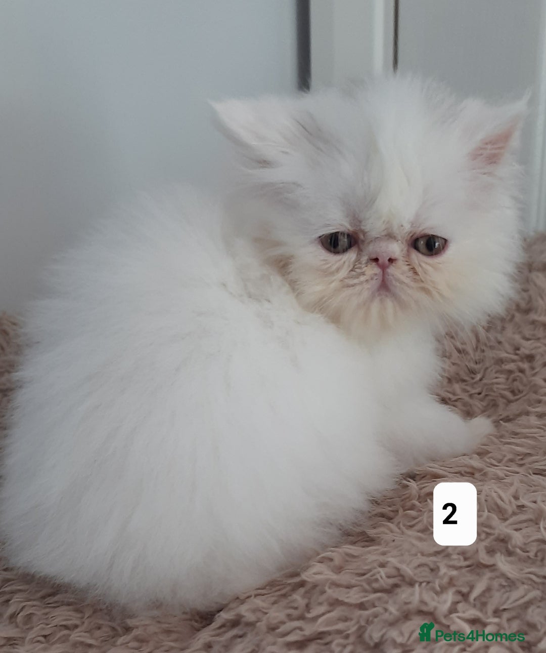 Persian cats for sale: GCCF REGISTERED PERSIAN KITTENS  - Image 2