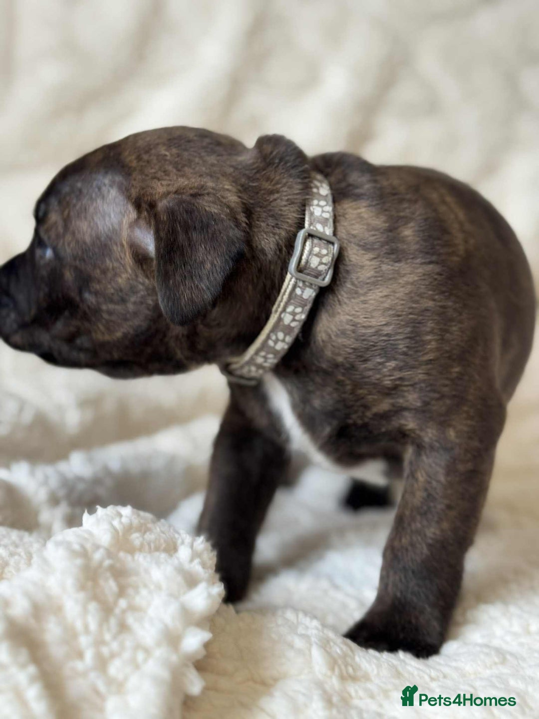 Staffordshire Bull Terrier dogs for sale: Kc registered Staffordshire bull terriers - Advert 29