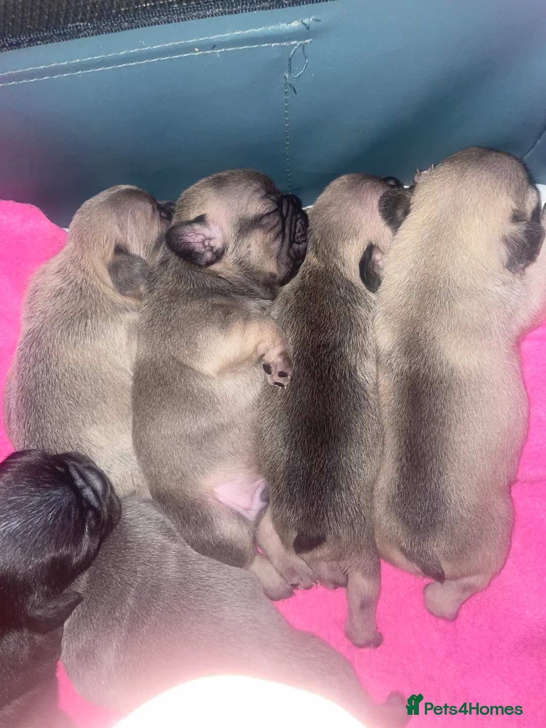 French Bulldog dogs for sale: French Bulldog Puppies - Advert 7