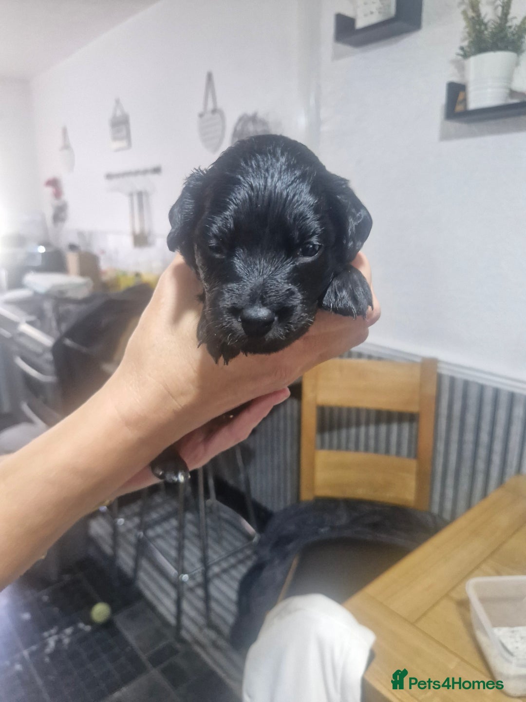 Mixed Breed dogs for sale: Labradoodle x - Image 2