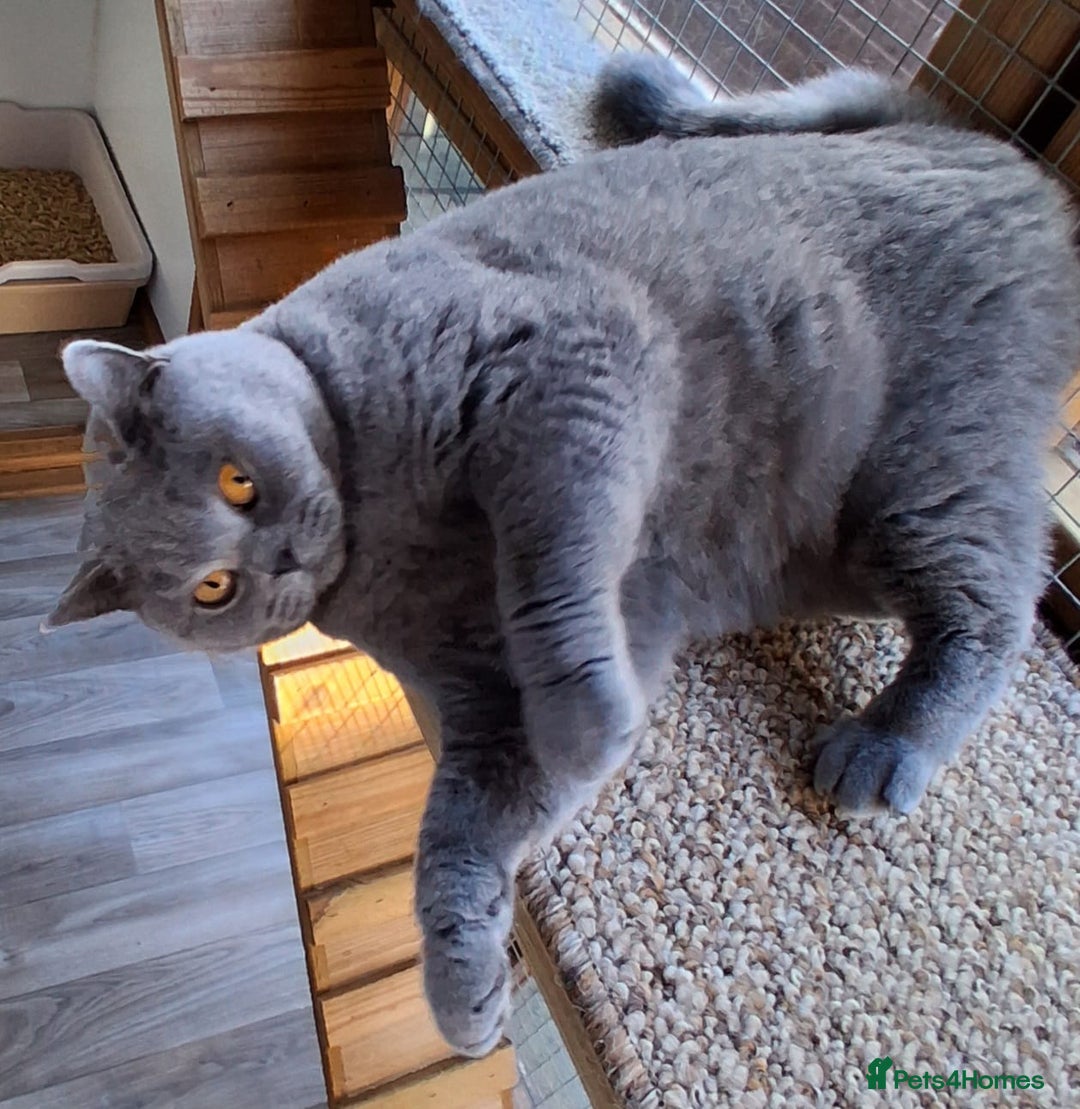 British Shorthair cats for sale: GCCF British Blue Female  - Advert 1