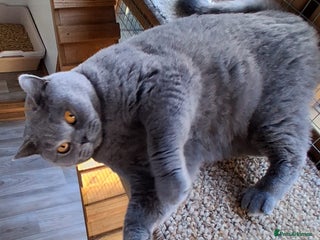 British Shorthair cats British Blue Female - Advert 3