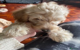 Labradoodle dogs for sale: Multigen Mini Labradoodle Puppies Available Now - Image 11