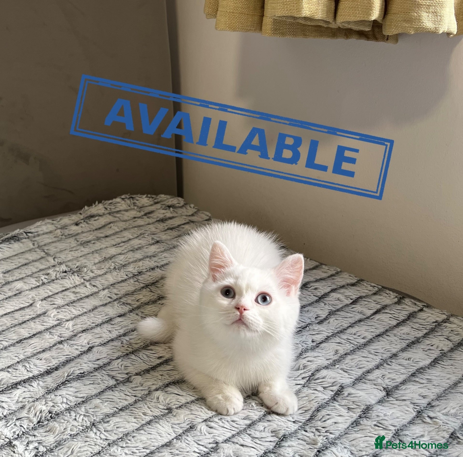 British Shorthair cats (Last kitten)🐾TICA B.S.H Boy 🐾 - Advert 21