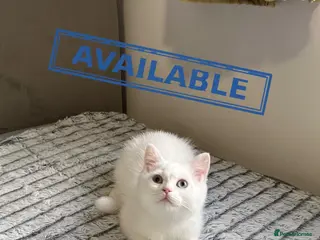 British Shorthair cats (Last kitten)🐾TICA B.S.H Boy 🐾 - Advert 21