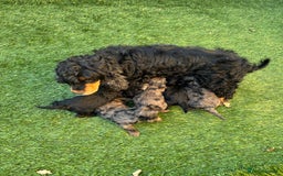Cockapoo dogs for sale: F1 unique cockerpoo pups  - Image 25