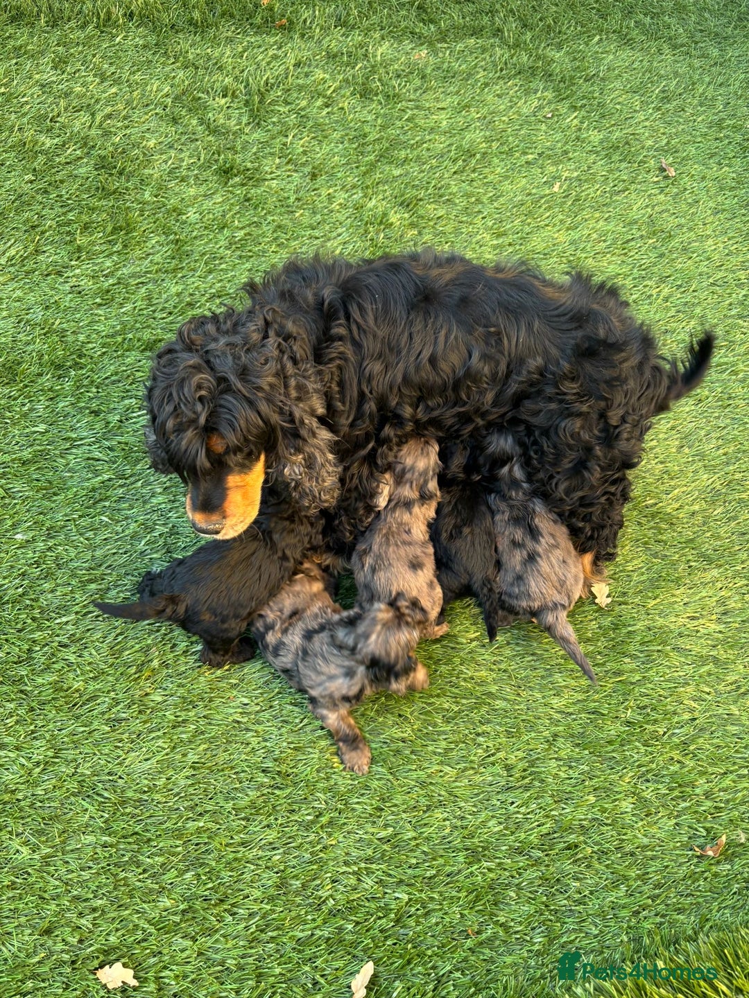 Cockapoo dogs for sale: F1 unique cockerpoo pups  - Image 25