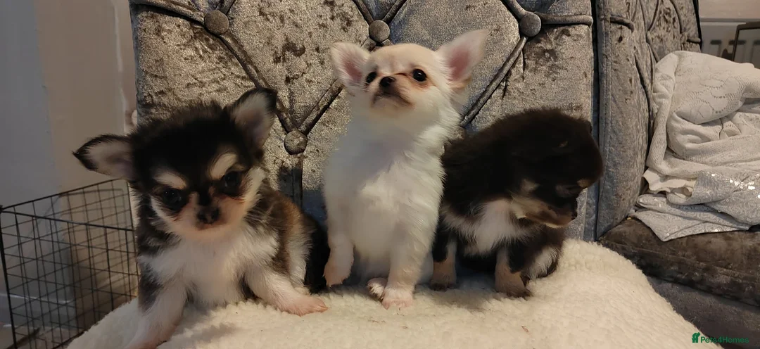 Chihuahua dogs for sale: Very beautiful husky markings chihuahua for sale - Advert 11
