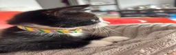 Mixed Breed cats for sale:  7-WEEK-OLD TUXEDO BOY KITTEN in London - Advert 3