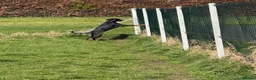 Dobermann dogs for sale: Doberman  in Paisley - Advert 3