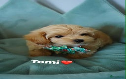 Maltipoo dogs for sale: Tiny F1 Asian Maltipoo puppies. Ready now! - Image 10