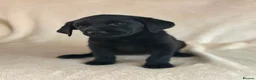 Labrador Retriever dogs for sale: 6 beautiful lab girls (one girl left!) - Advert 28