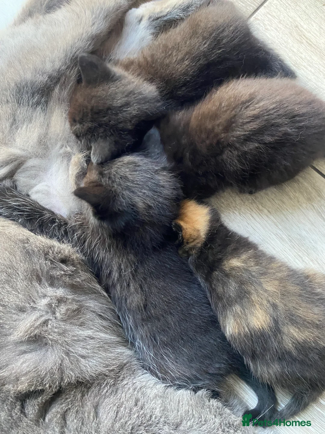 Mixed Breed cats for sale: Half british shorthair kittens, 2 left -  for home - Advert 5