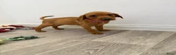 Labrador Retriever dogs for sale: Labrador puppies from a loving family home. - Advert 12