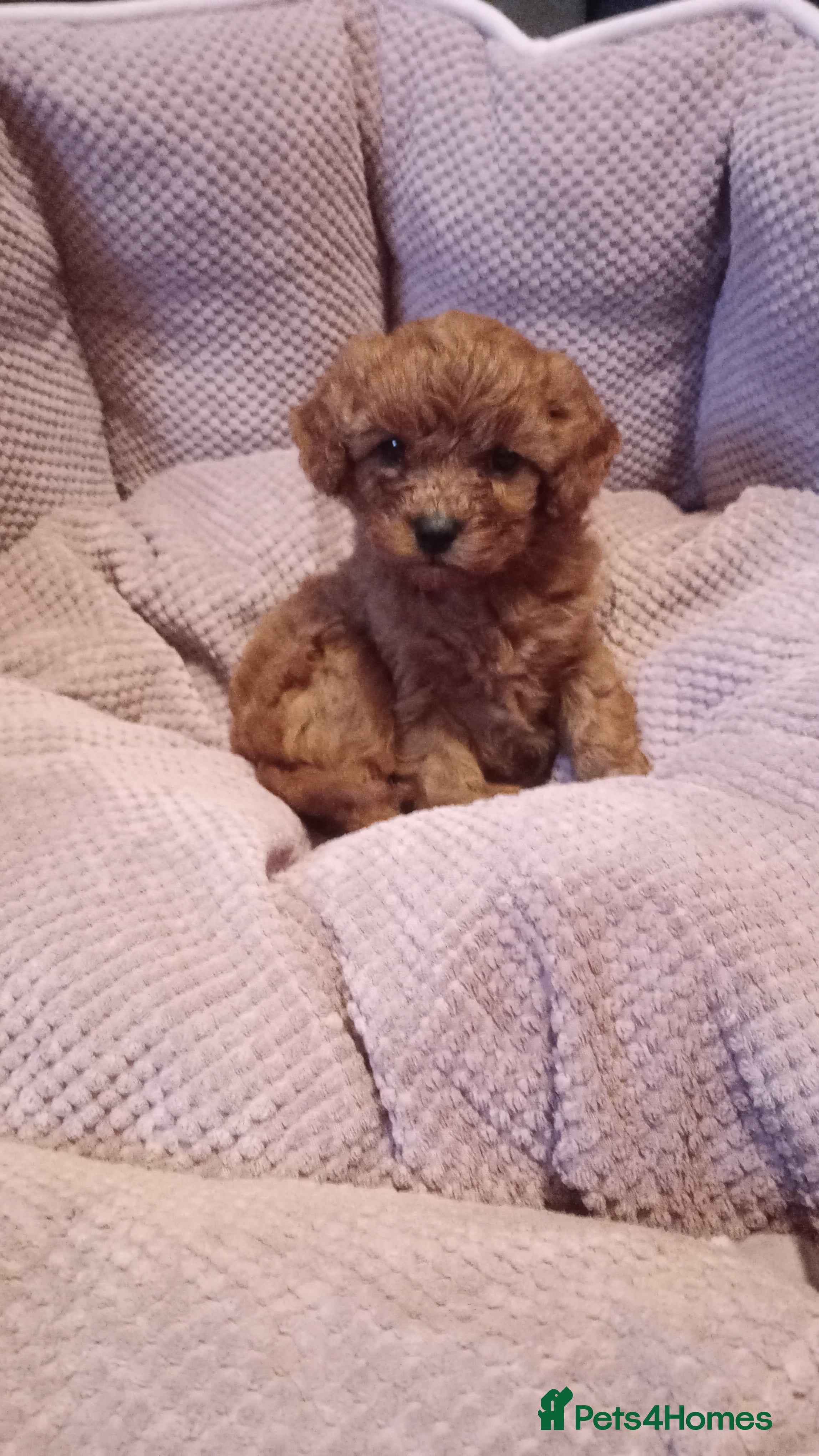 Cavapoo dogs F1 toy cavapoo girl  - Advert 2