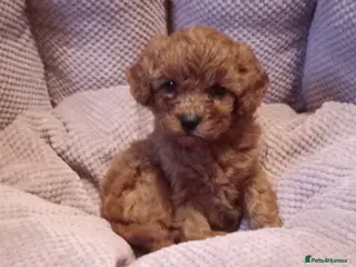 Cavapoo dogs F1 toy cavapoo girl - Advert 2