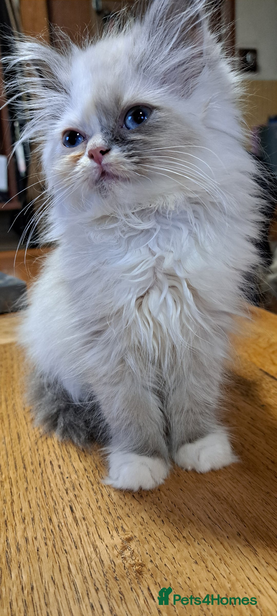 Ragdoll cats for sale: 2 ragdoll cross persian kittens - Advert 9