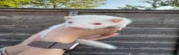 Ferret rodents for sale: Ferret kits  - Advert 6