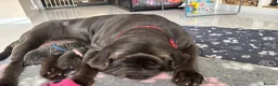 Neapolitan Mastiff dogs for sale: Rare breed Neapolitan mastiff puppies  - Advert 30