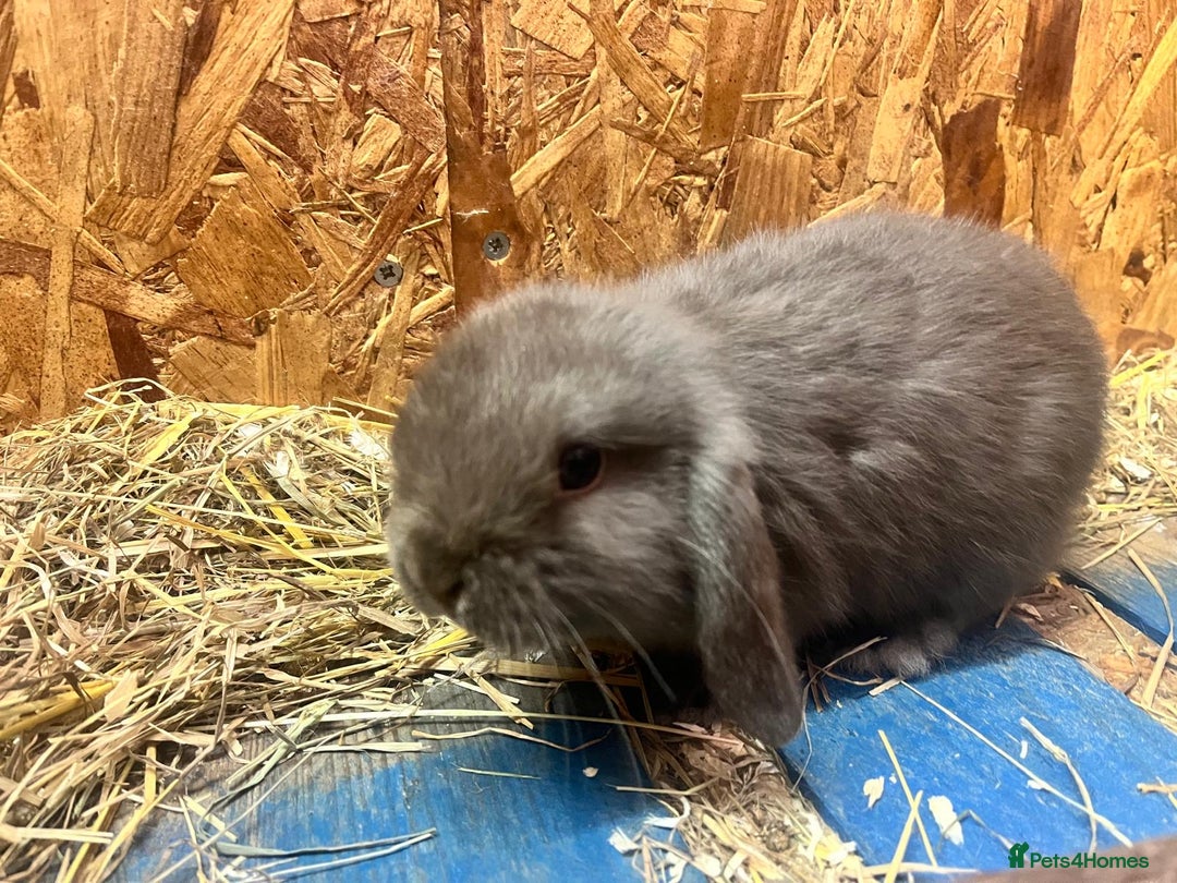Mini Lop rabbits for sale: 2 Female Minilop Babies for sale £100 for the pair - Image 9