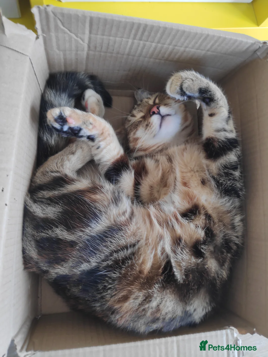 Mixed Breed cats for sale: Beanie in Nuneaton - Advert 2