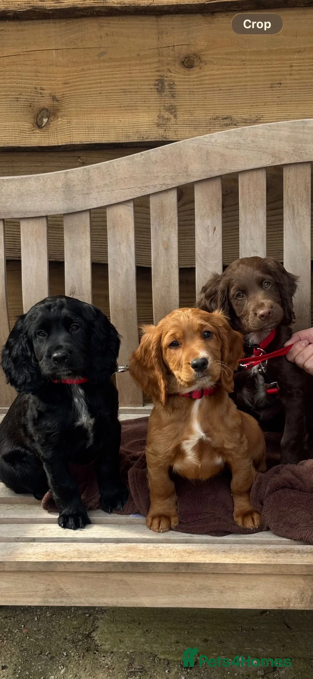 Cocker Spaniel dogs for sale: Male puppy black  in Stonehouse - Advert 2