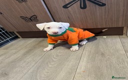 American Bully dogs for sale: American bully pups  - Image 4