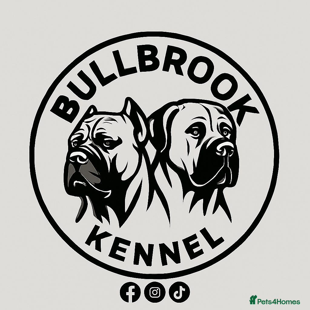Presa Canario dogs for sale: Presa Canario puppies champion bloodlines - Advert 17