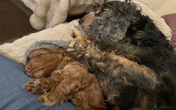 Cockapoo dogs for sale: Beautiful Little Toy Cockapoo - Image 7