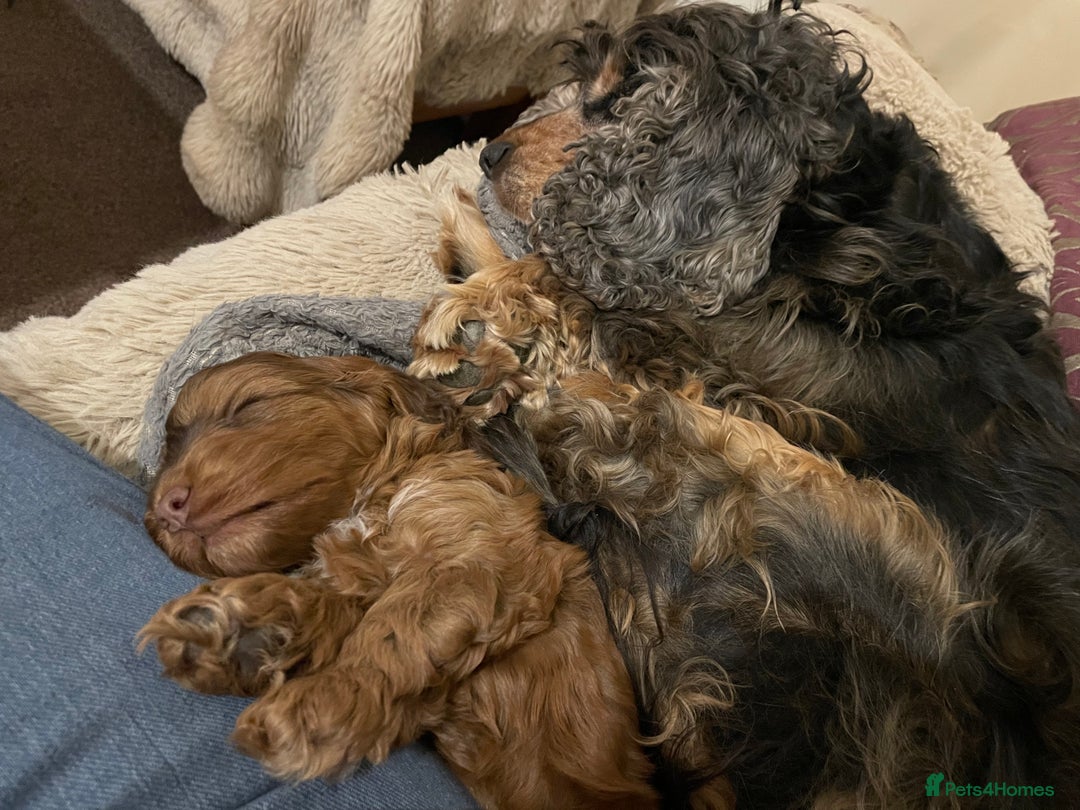 Cockapoo dogs for sale: Beautiful Little Toy Cockapoo - Image 7