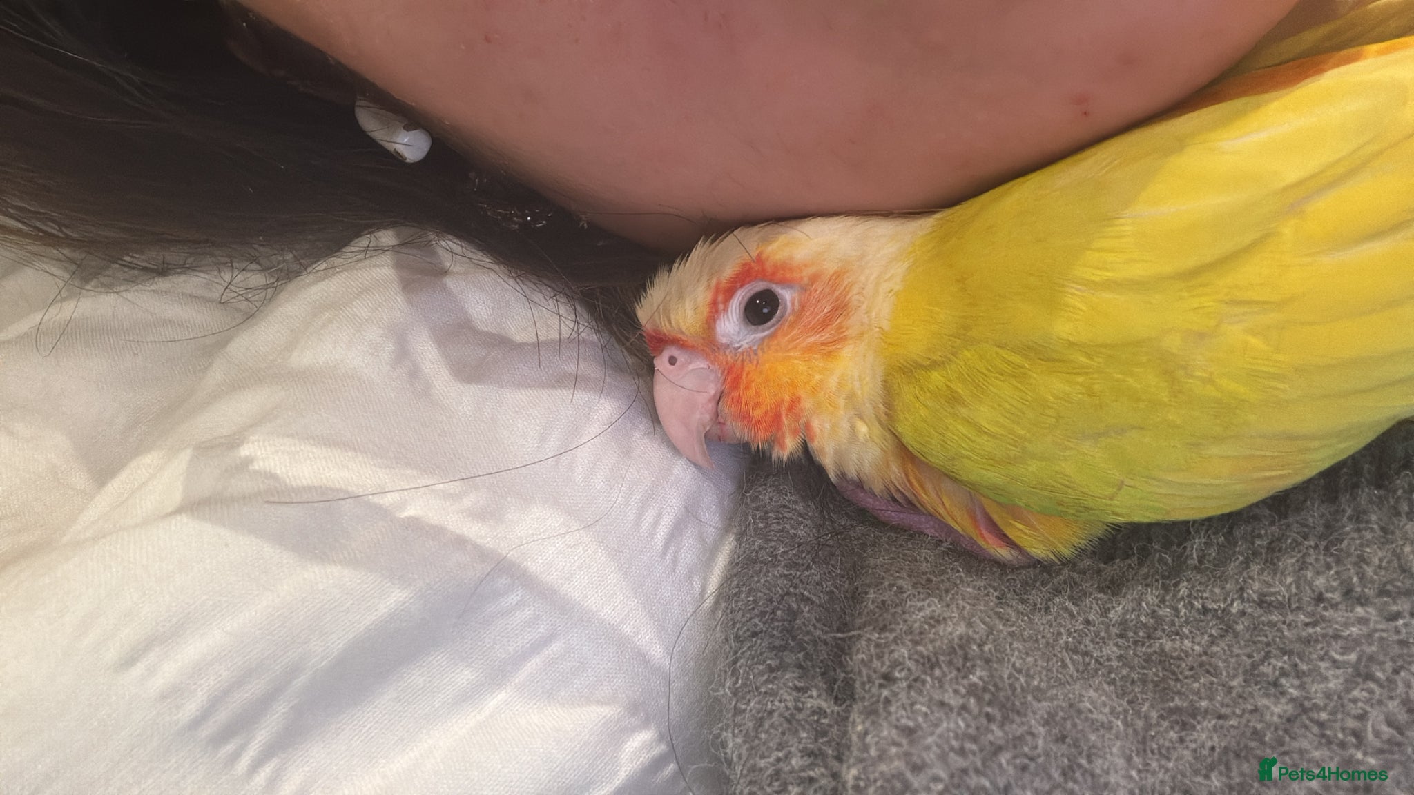 Conures birds Sunny the sunshine conure-baby-tamed-cockteil - Advert 2