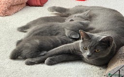 Russian Blue cats for sale: ***Beautiful Russian Blue Kittens*** - Image 2