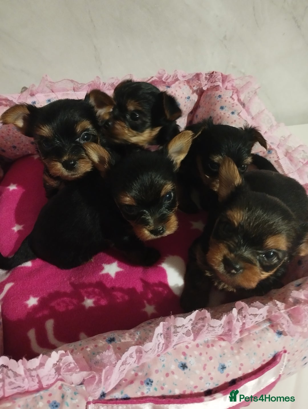 Yorkshire Terrier dogs for sale: 💝💝Beautiful miniature babies 💝💝 - Image 4
