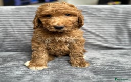 Goldendoodle dogs for sale: STUNNING GOLDEN DOODLES READY NOW - Image 9