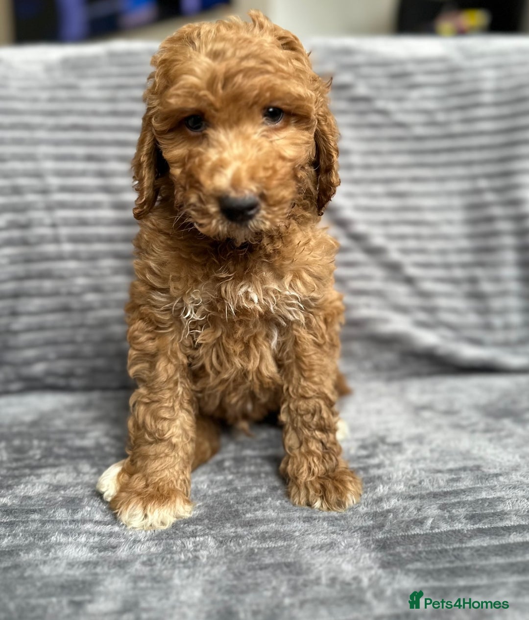 Goldendoodle dogs for sale: STUNNING GOLDEN DOODLES READY NOW - Image 9