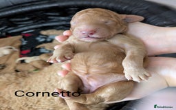 Goldendoodle dogs for sale: Gorgeous Goldendoodles  - Image 21