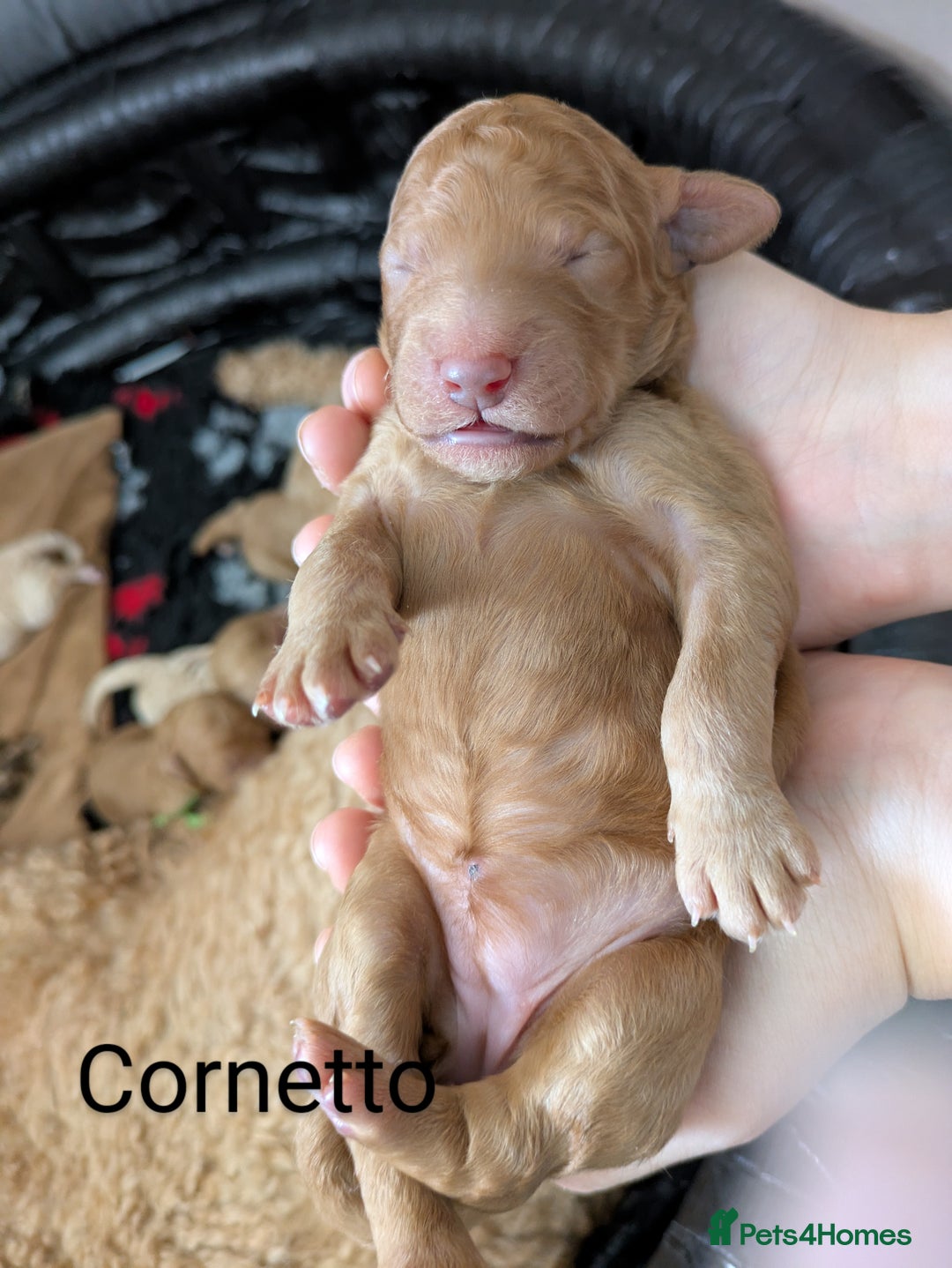 Goldendoodle dogs for sale: Gorgeous Goldendoodles  - Image 21