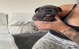 Mixed Breed dogs for sale: Mixed breed French and English bulldog - Image 4