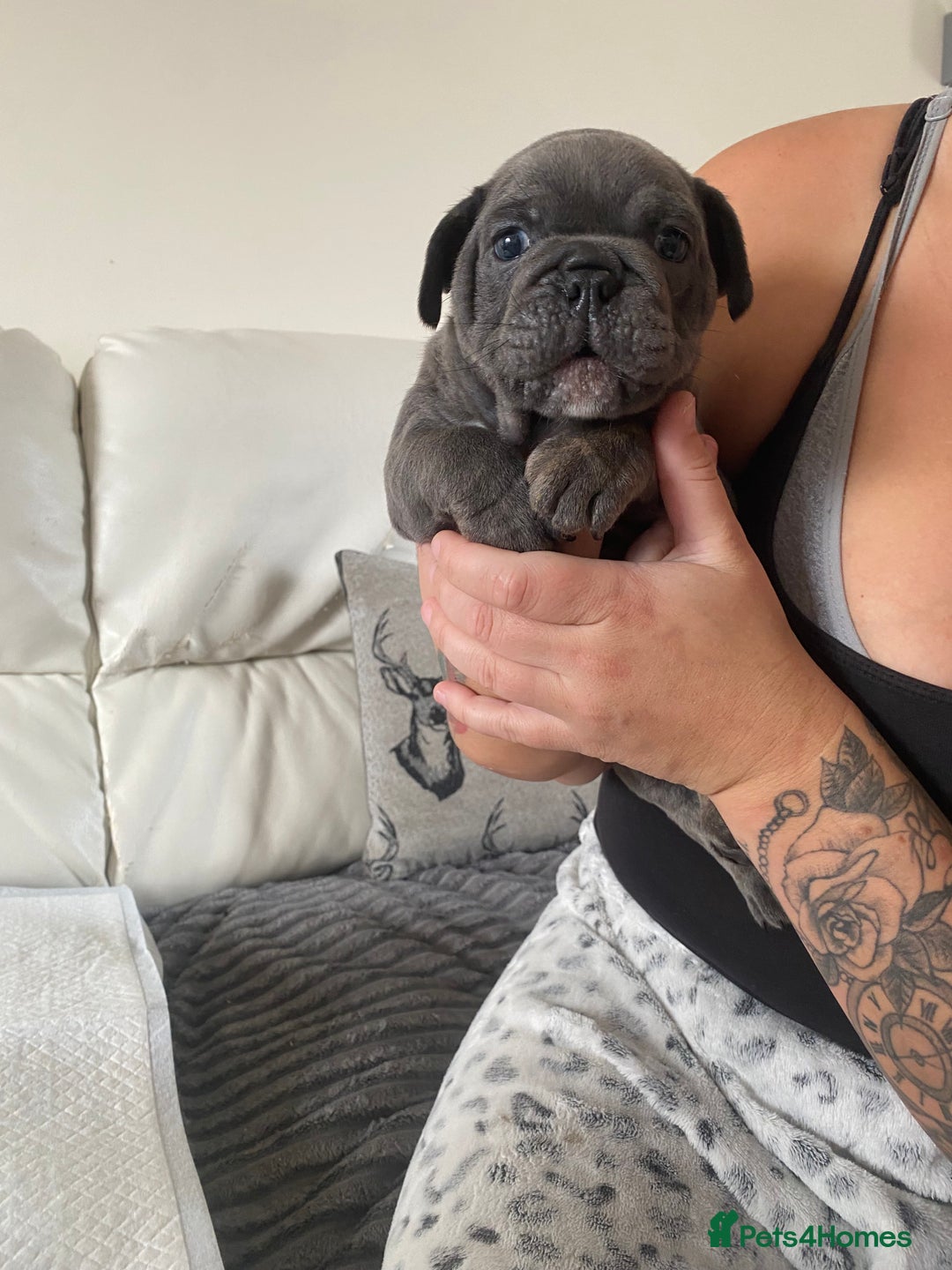 Mixed Breed dogs for sale: Mixed breed French and English bulldog - Image 4
