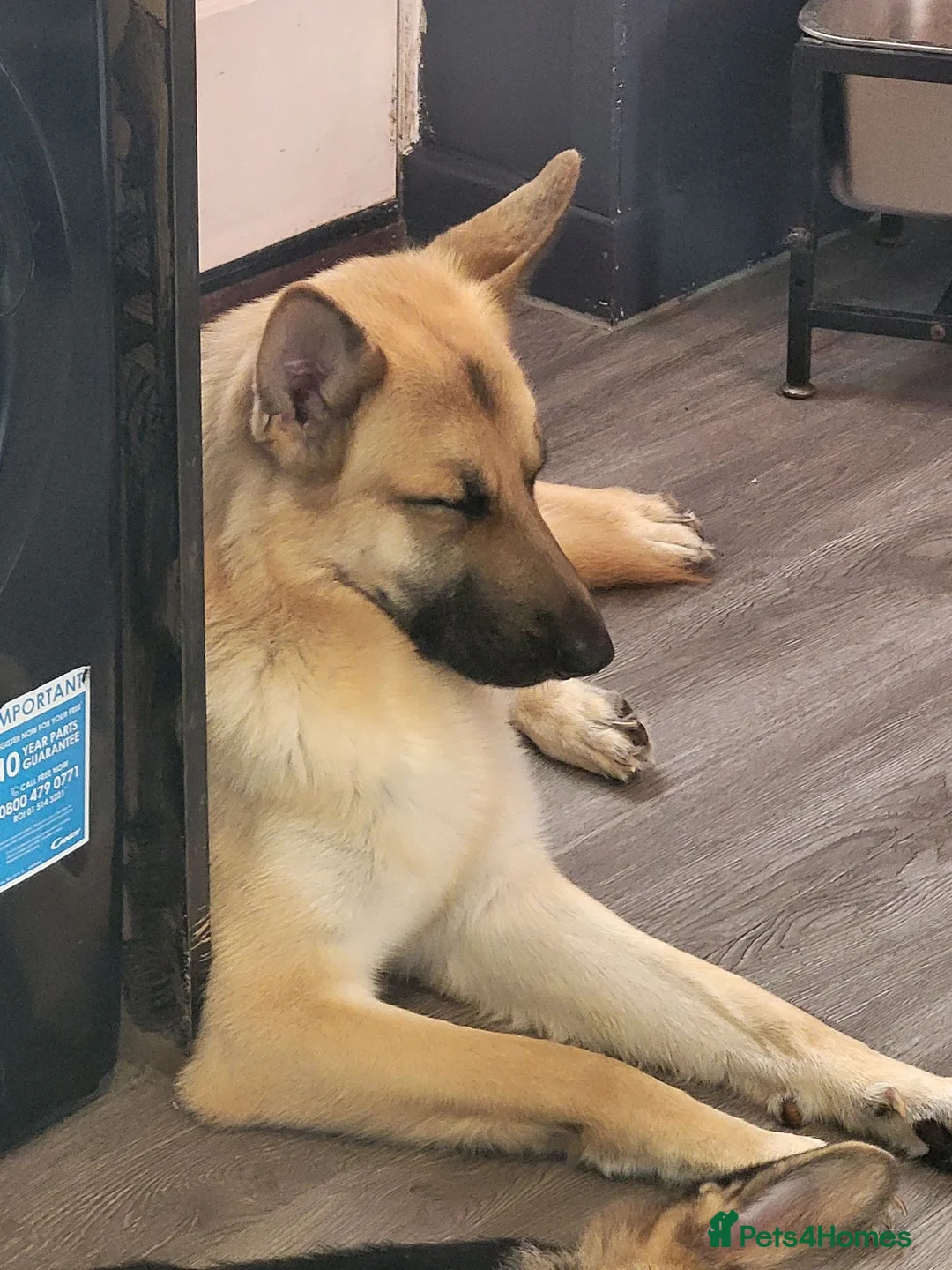 German Shepherd dogs for sale: 2 year old full male german shepherd  - Advert 4