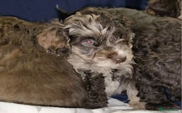 Cockapoo dogs for sale: 🐾 F1 Cockapoo Puppies – Ready Now! 🐾 - Image 10
